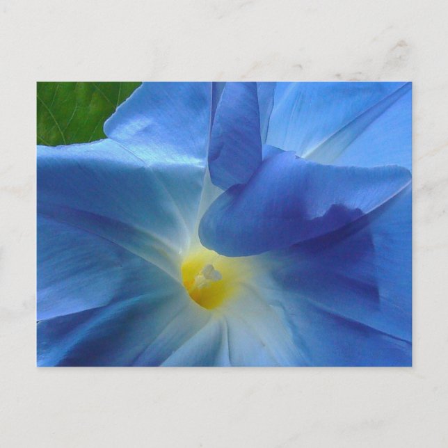 MORNING GLORY   ~  Post card (Front)