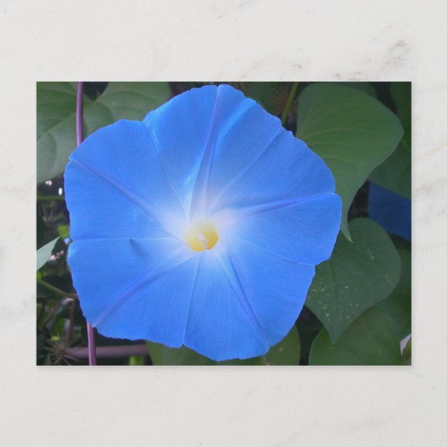 Morning Glory Postcard (Front)