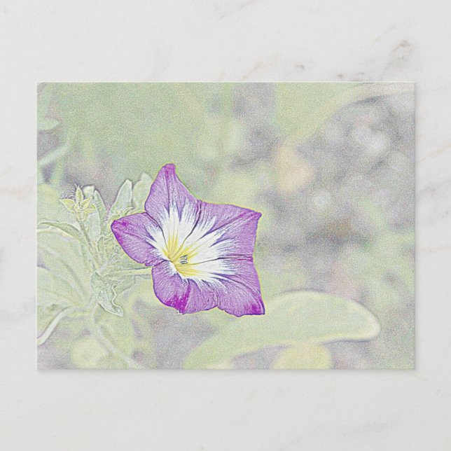 Morning Glory Postcard (Front)