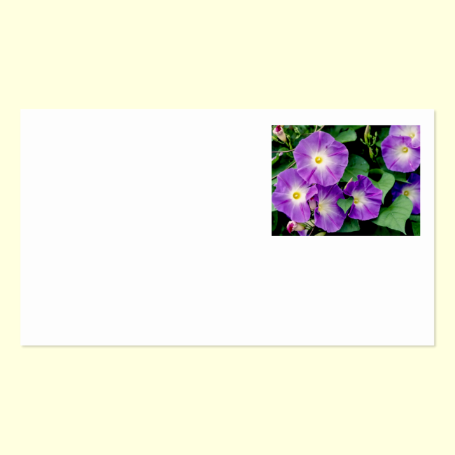 Morning Glory - Purple Flowers Green Leaves Double-Sided Standard Business Cards (Pack Of 100)
