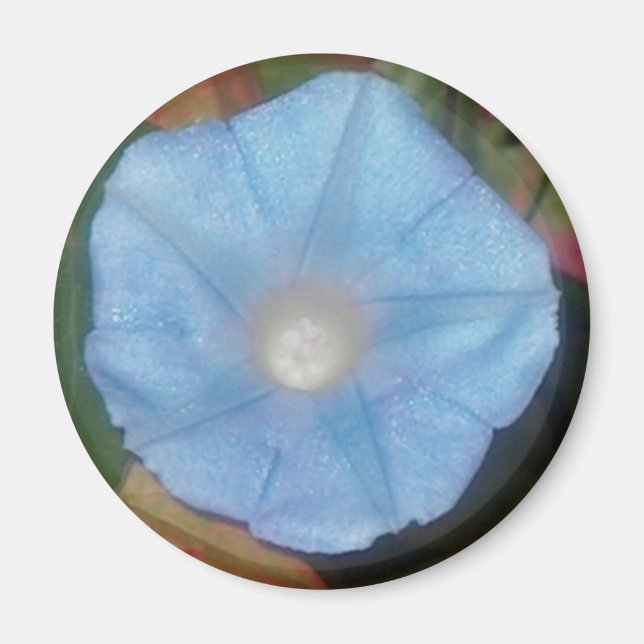 Morning Glory Star Magnet (Front)