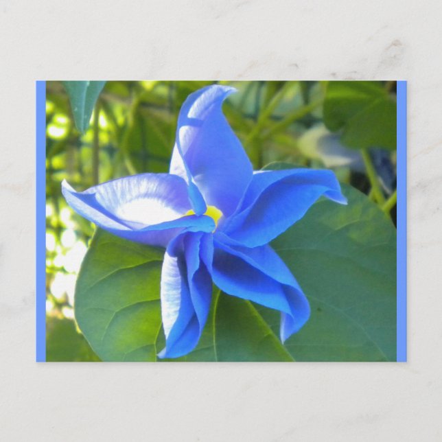 Morning Glory Star Postcard (Front)
