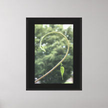 Morning Glory Tendril and Leaf