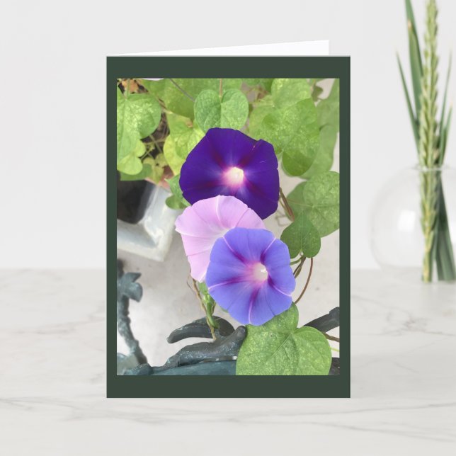 Morning Glory Trio Blank  Card (Front)