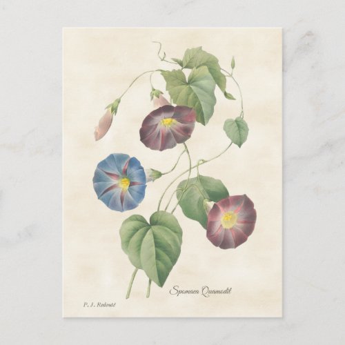 Morning Glory Vintage Botanical Illustration Postcard