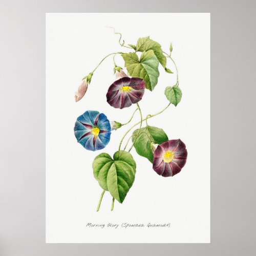 Morning Glory Vintage Botanical Illustration Poster