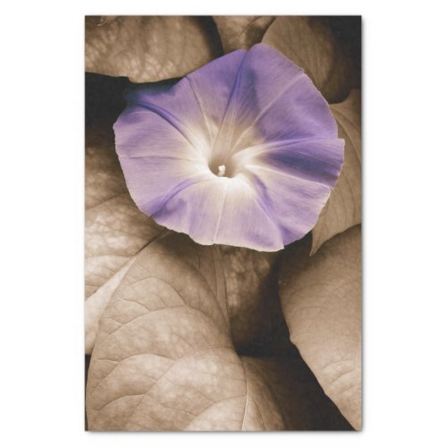 Morning Glory Vintage Floral Purple Sepia Flower Tissue Paper