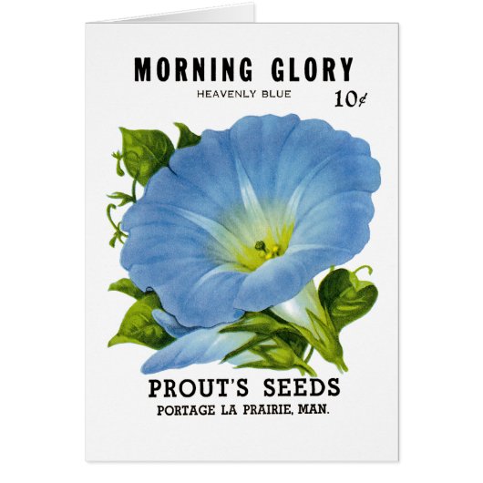 Morning Glory Vintage Seed Packet Cards (Front)
