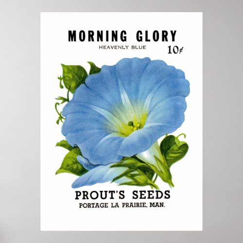 Morning Glory Vintage Seed Packet Poster