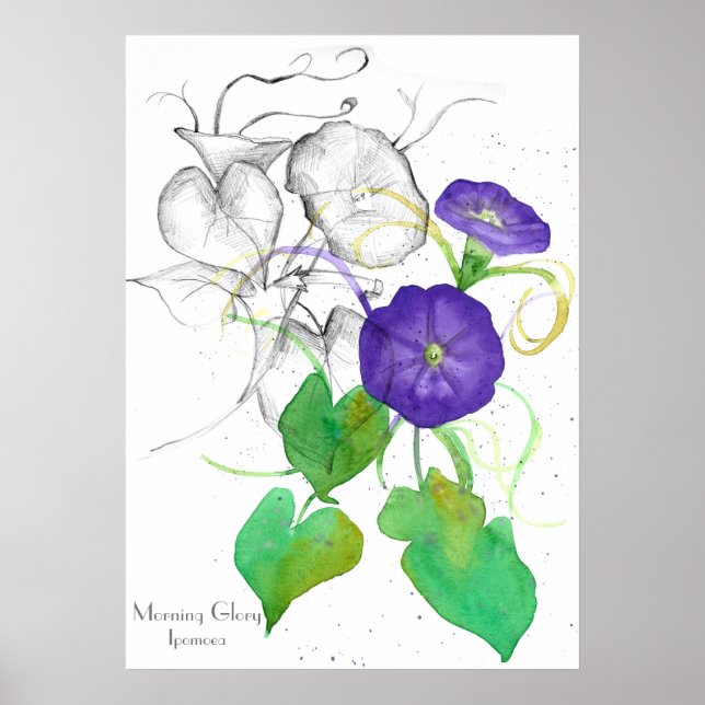 Morning Glory Watercolor Flowers Botanical Poster (Front)