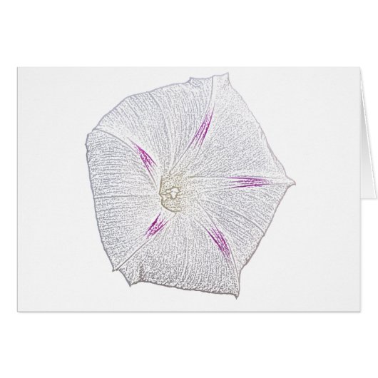 Morning Glory White (Front Horizontal)