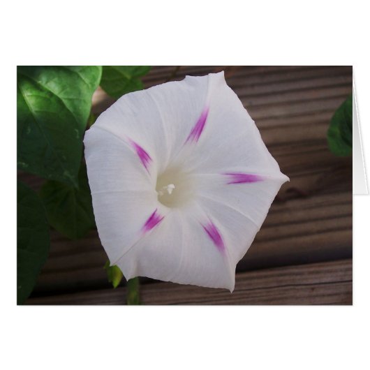 Morning Glory White Cards (Front Horizontal)