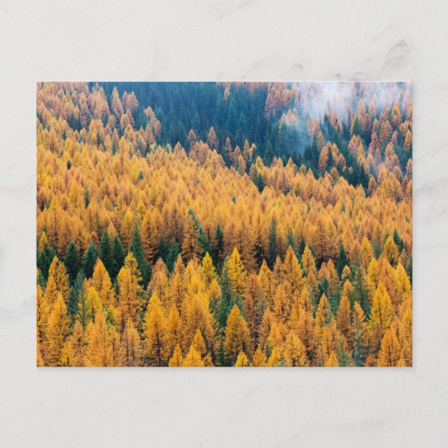 Morning Light at the Beach | Tybee Island Postcard (Front)