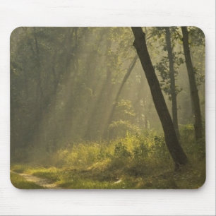 Morning light beams through trees in jungle mouse pad