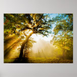 Morning Light Poster at Zazzle