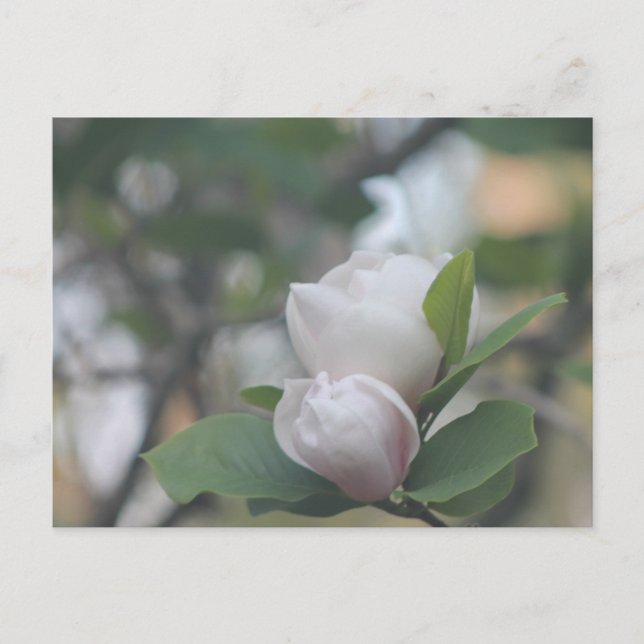 Morning Magnolia Postcard (Front)