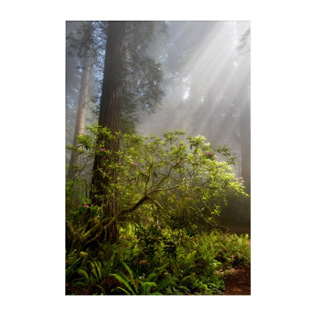 Morning Mist on Rhododendron Acrylic Print (Front)