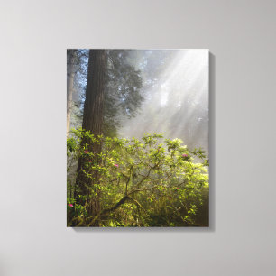 Morning Mist on Rhododendron Canvas Print