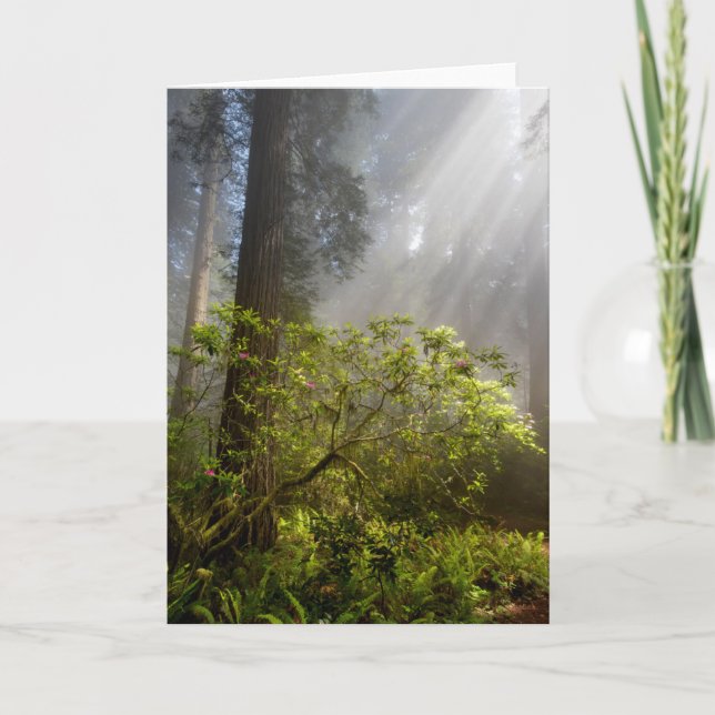 Morning Mist on Rhododendron Card (Front)