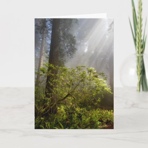 Morning Mist on Rhododendron Card