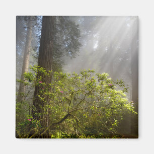 Morning Mist on Rhododendron Magnet