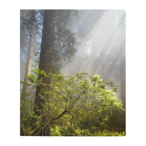 Morning Mist on Rhododendron Metal Print