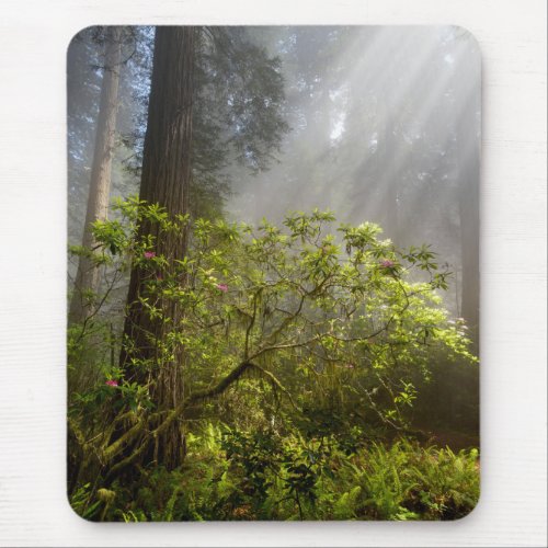 Morning Mist on Rhododendron Mouse Pad