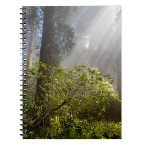 Morning Mist on Rhododendron Notebook
