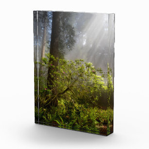 Morning Mist on Rhododendron Photo Block