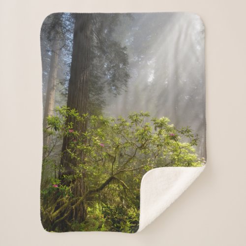 Morning Mist on Rhododendron Sherpa Blanket