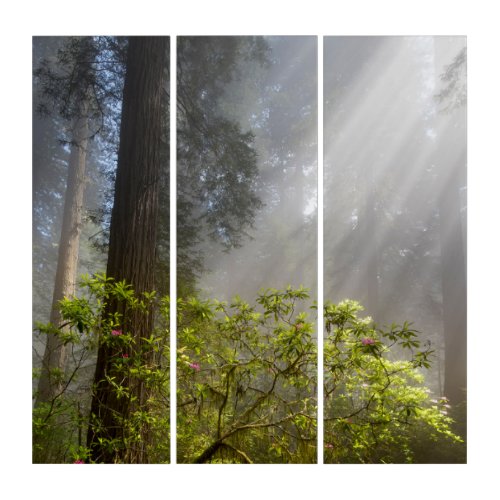 Morning Mist on Rhododendron Triptych