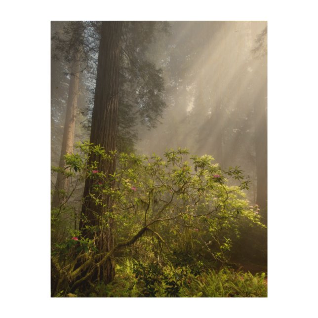 Morning Mist on Rhododendron Wood Wall Art (Front)