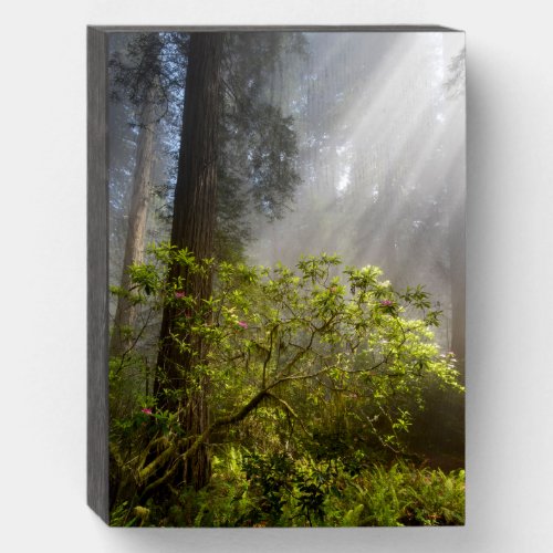 Morning Mist on Rhododendron Wooden Box Sign