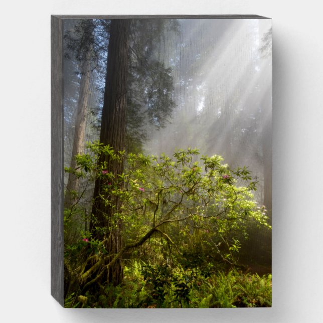 Morning Mist on Rhododendron Wooden Box Sign (Front Vertical)