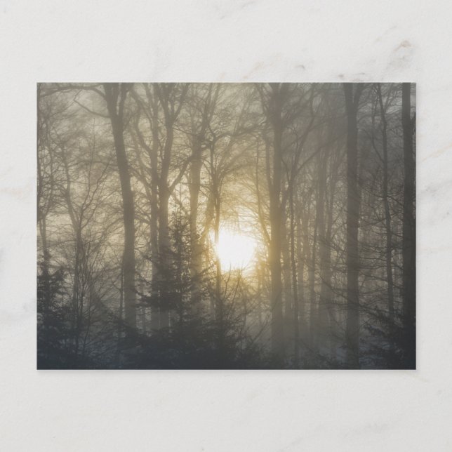 Morning Mood Postcard (Front)