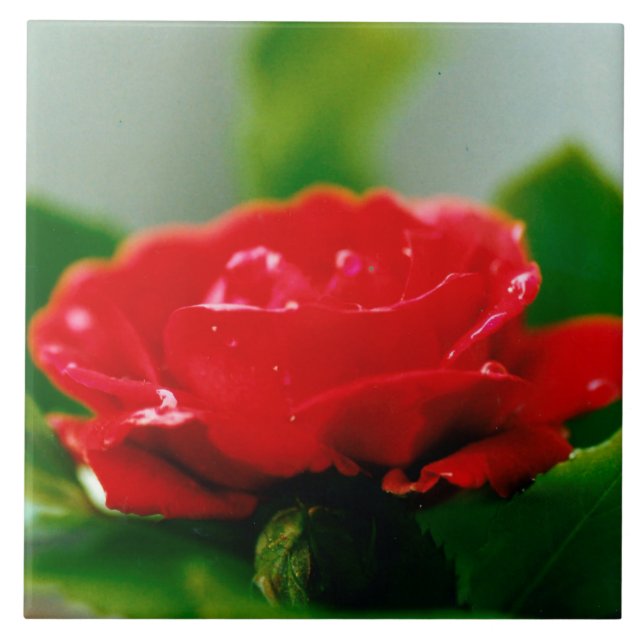 Morning red Rose covered with dew drops  Ceramic Tile (Front)