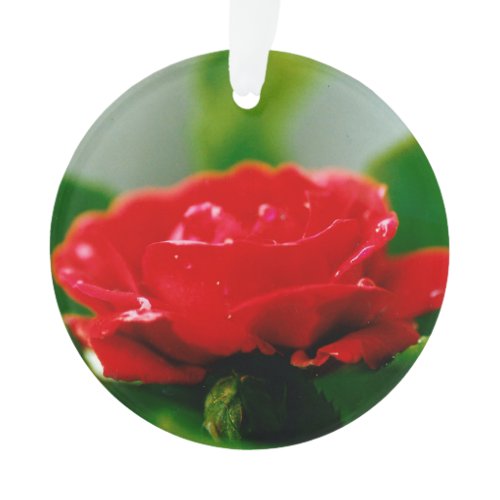 Morning Red Rose covered with dew drops   Ornament