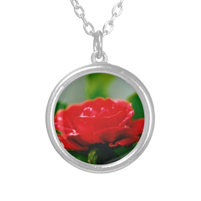 Morning red Rose covered with dew drops  Silver Plated Necklace (Front)