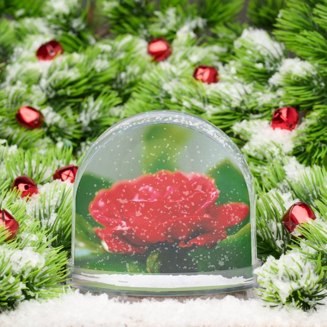 Morning red Rose covered with dew drops  Snow Globe (Christmas)