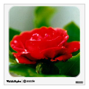 Morning red Rose covered with dew drops  Wall Decal