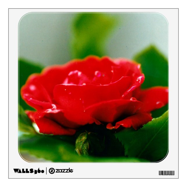 Morning red Rose covered with dew drops  Wall Decal (Front)