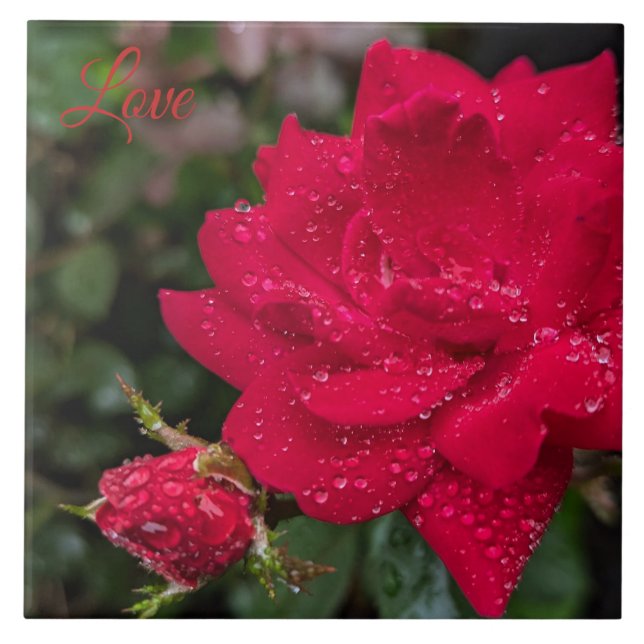 Morning Rose Ceramic Tile (Front)
