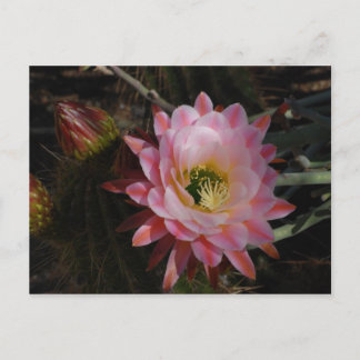 Morning Shade Postcard