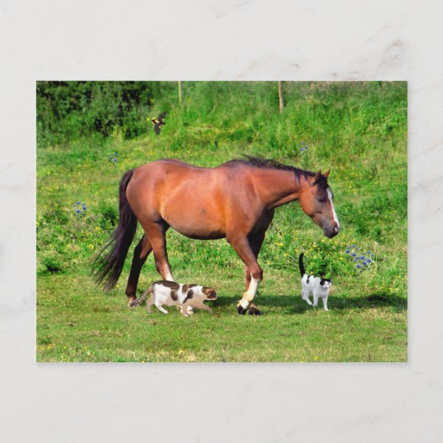 "Morning Stroll" Postcard (Front)