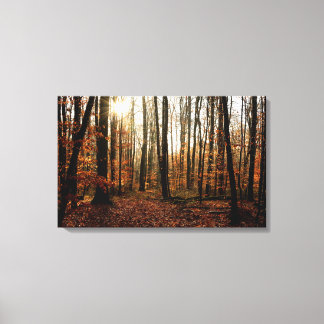 Morning sunbeams through the forest canvas print