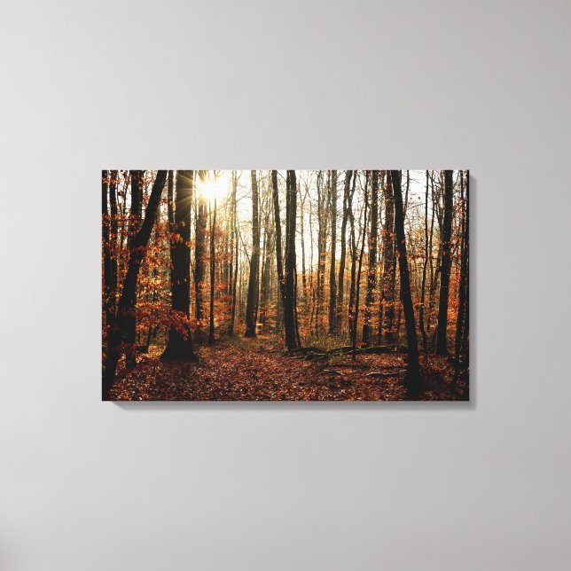 Morning sunbeams through the forest canvas print (Front)