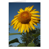 Morning Sunflower (Front)