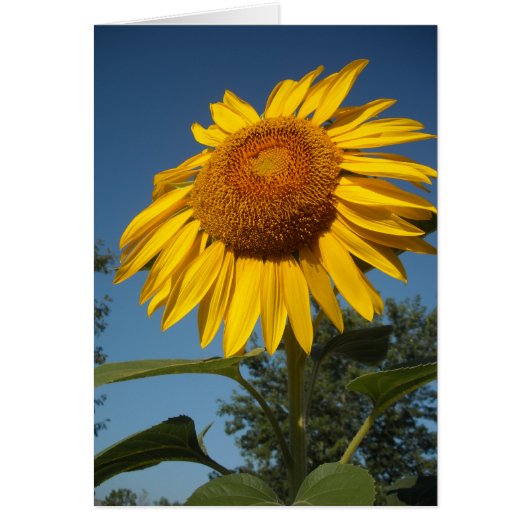 Morning Sunflower Cards (Front)