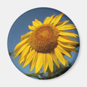 Morning Sunflower Magnet