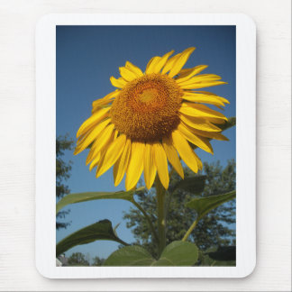 Morning Sunflower Mouse Pad